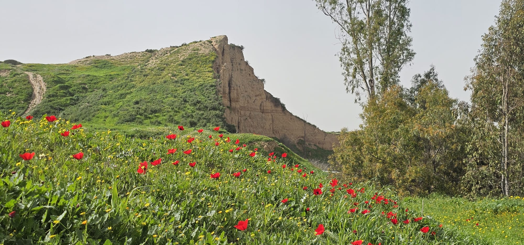פריחת הכלניות תל ג'מה