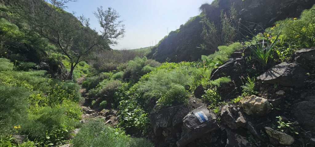 ואדי אל ג'ורם: מסלול אתגרי בקניון בזלתי, פריחה ונוף בצפון