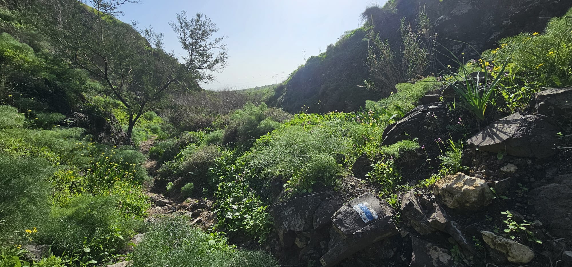 ואדי אל ג'ורם: מסלול אתגרי בקניון בזלתי, פריחה ונוף בצפון