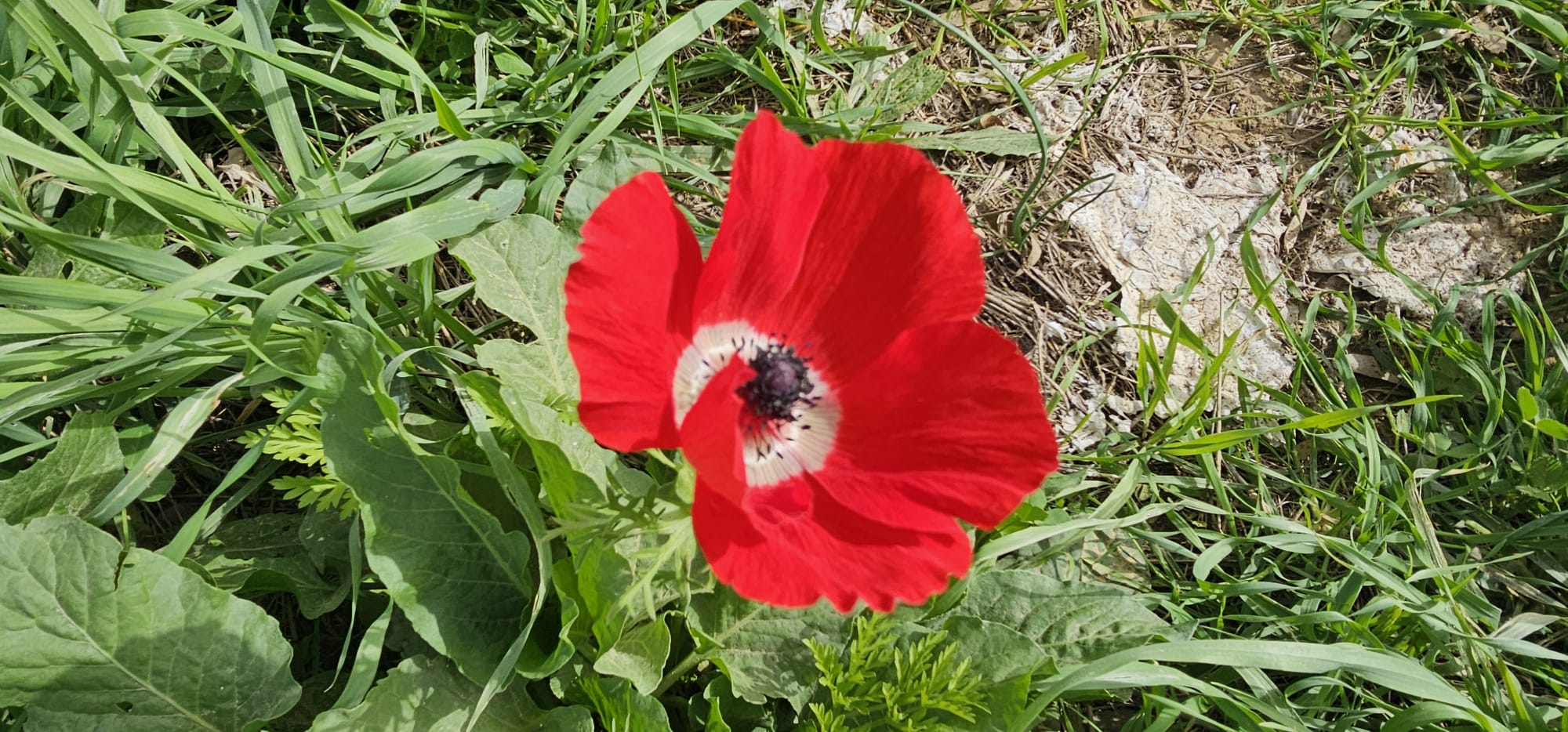 יער שמחוני: פריחת הכלניות, חניון אסף וסיפור הגבורה בעוטף עזה