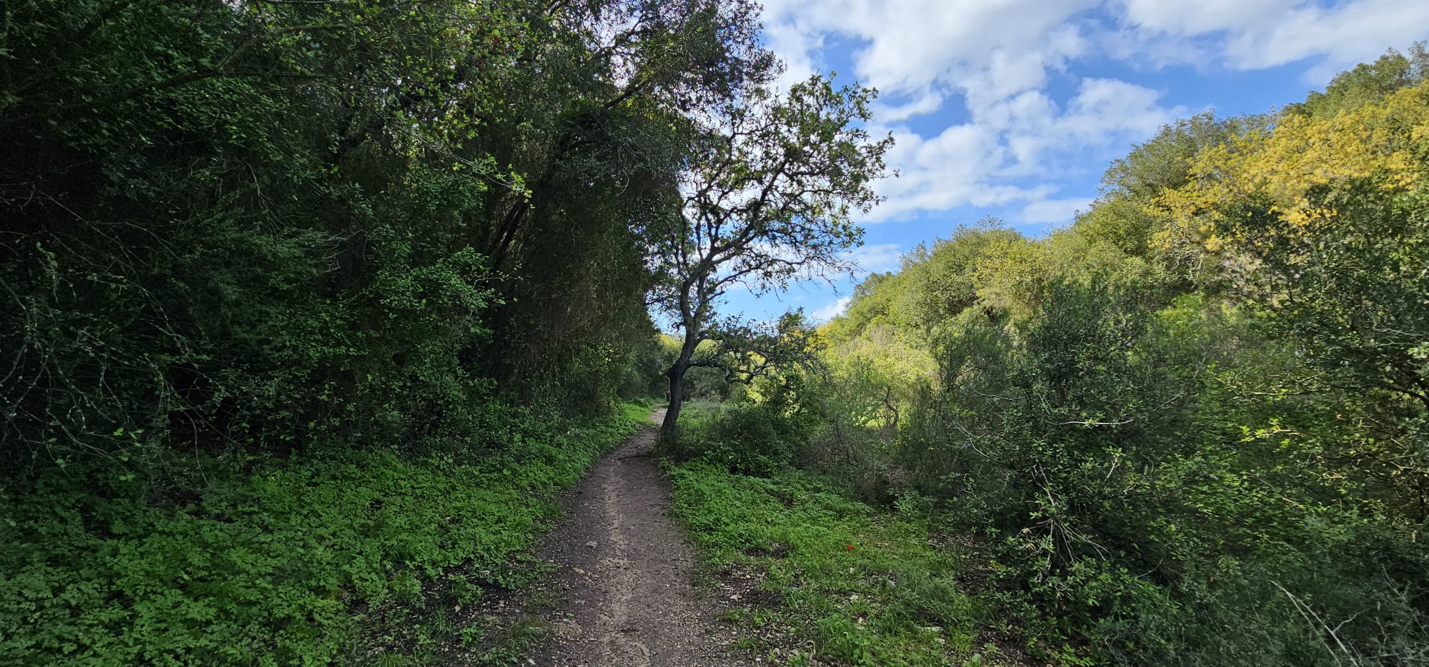 מסלול טיול בין מושב עופר לבת שלמה: יער אלונים, פריחה ונוף
