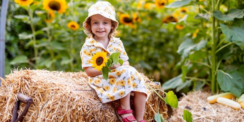 הזדמנות אחרונה העונה להנות ממבוך החמניות בקלחים ומבוכים