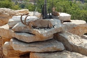גן החיות התנכי ירושלים