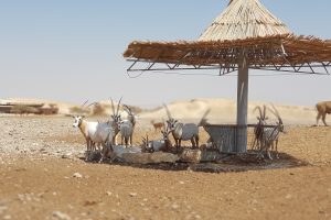 חוות האנטילופות