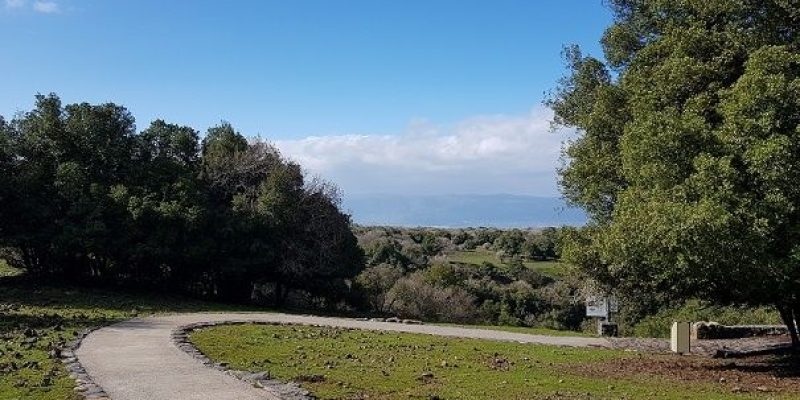 הג'ובה הגדולה שמורת טבע יער אודם