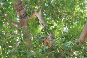 ג'ונגל כיף בית זרע בעמק הירדן