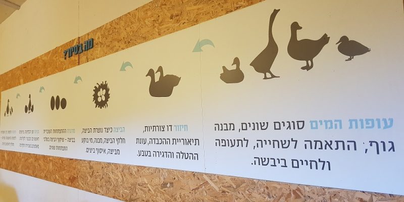 ברווזים בכפר – מרכז מבקרים לכל המשפחה