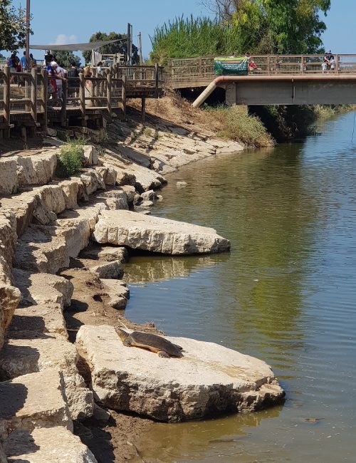 נחל אלכסנדר גשר הצבים – פארק צבי הנחל