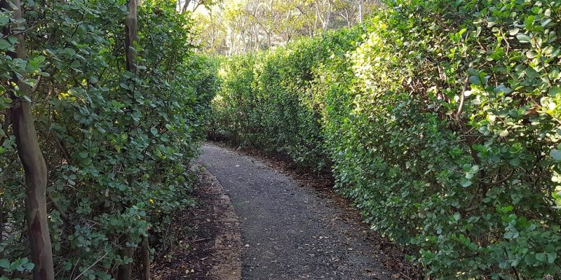 יער האילנות – גן בוטני יערני (ארבורטום) ומרכז מבקרים