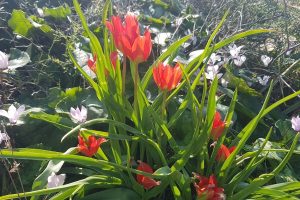 גבעת הפרחים בין מעגן מיכאל לפארק מעיין הצבי – רכס כורכר
