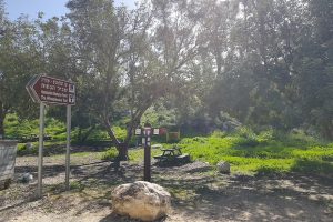 יער המלאכים – שחריה