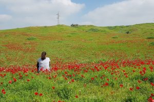 שמורת הטבע בתרונות רוחמה – העץ הבודד, הכלניות ומגדל התצפית