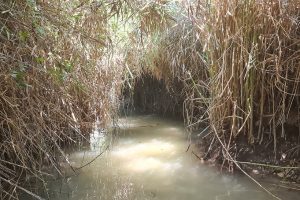 עין עמיקם נחל תנינים בית עלמין אלונה