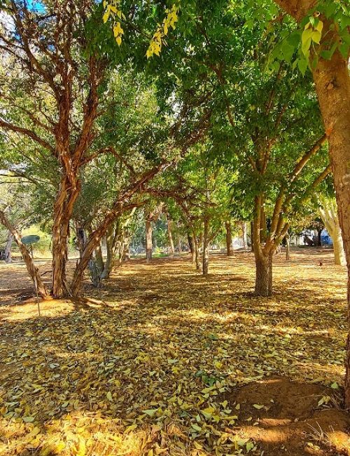 יער האילנות – גן בוטני יערני (ארבורטום) ומרכז מבקרים