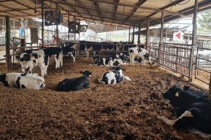 שביל פרות החלב – בית לחם הגלילית