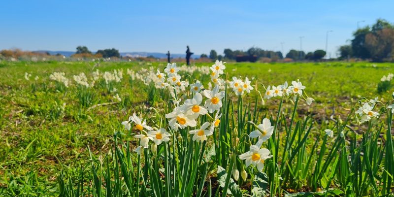 פארק האגמים נשר: פריחת הנרקיסים באחו נחל הקישון