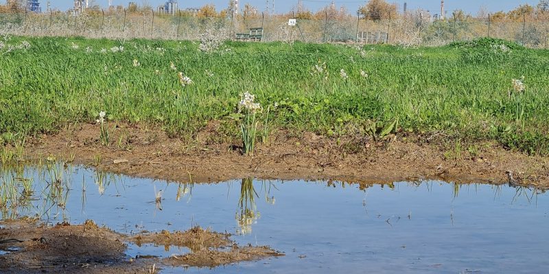 פריחת הנרקיסים באחו נחל הקישון