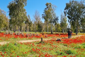 אתרי פריחת הכלניות בדרום אדום