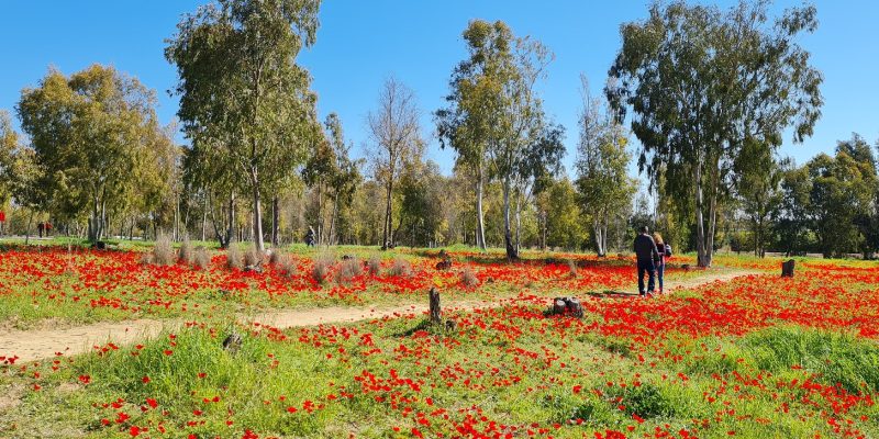אתרי פריחת הכלניות בדרום אדום