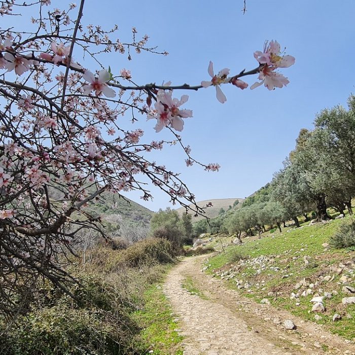 פריחת השקדיות בנחל ראש פינה