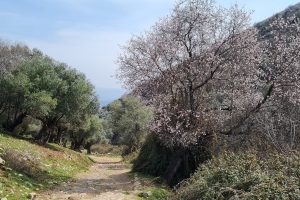 פריחת השקדיות בנחל ראש פינה