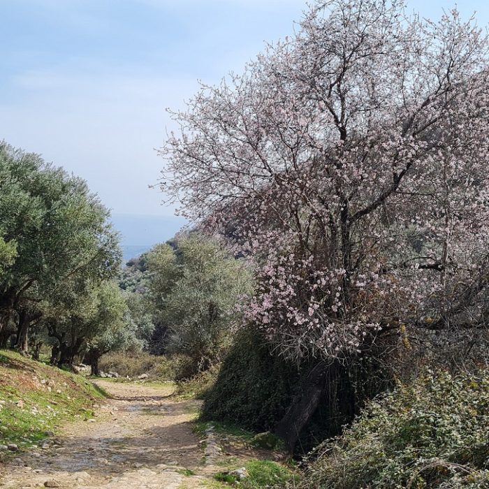 פריחת השקדיות בנחל ראש פינה