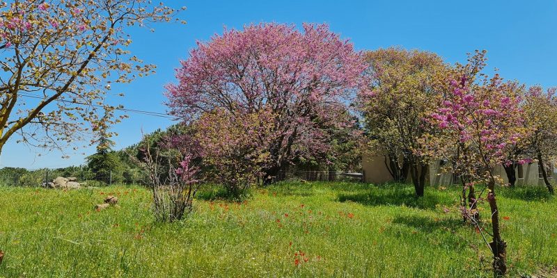 אירוח בקיבוץ אורטל צפון רמת הגולן