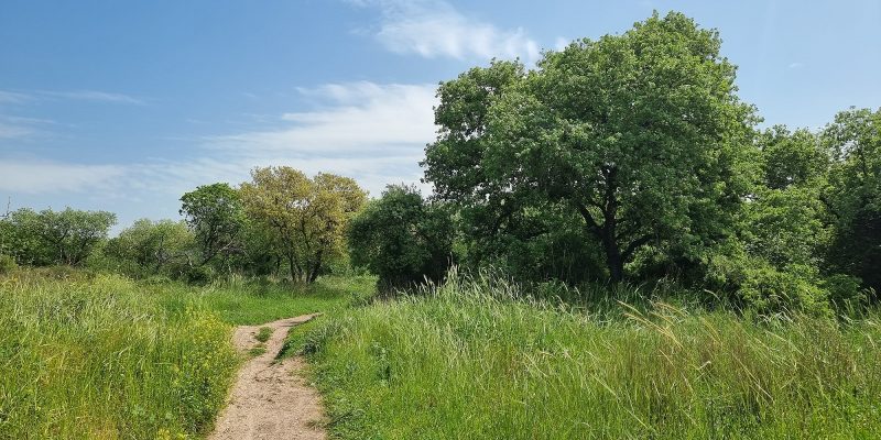 יער קהילתי אלות עדה בגבעת עדה