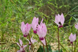 יער קהילתי אלות עדה בגבעת עדה