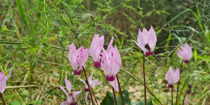 יער קהילתי אלות עדה בגבעת עדה