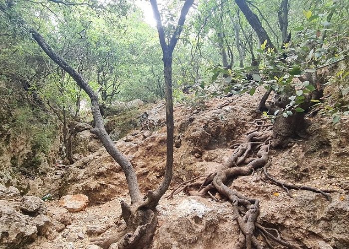 הצניר בנחל כלח – שוויצריה הקטנה פארק הכרמל