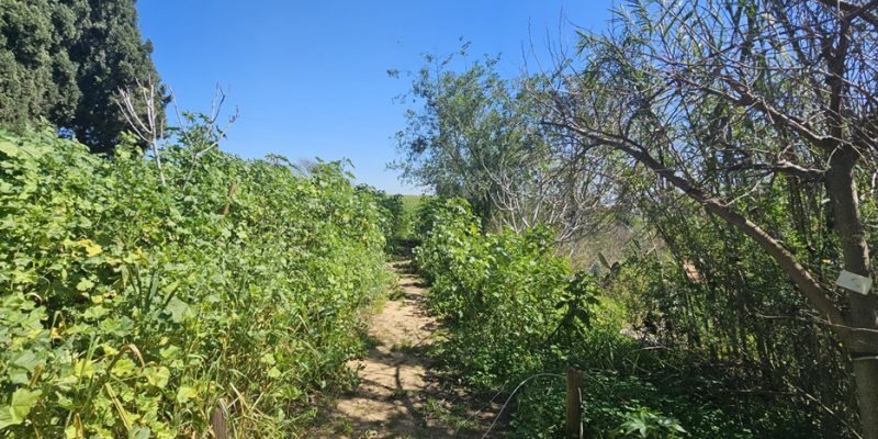 נחל פרדסים בתל אביב