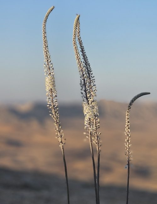 חצבים בטיילת אלברט