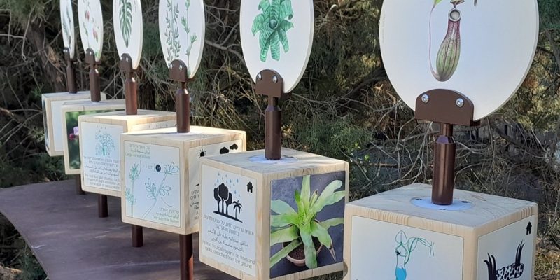 באדיבות הגן הבוטני של אוניברסיטת תל אביב: גן יהודה נפתלי