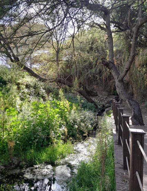 באדיבות הגן הבוטני של אוניברסיטת תל אביב: גן יהודה נפתלי
