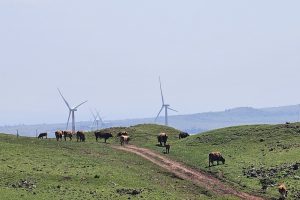 הר אודם שביל הגולן