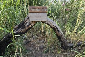 עין זכרי: בריכת עמיחי בנחל המשושים