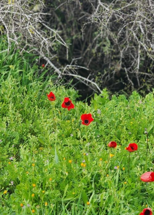 חופרים ופורחים - ארכיאולוג ליום אחד