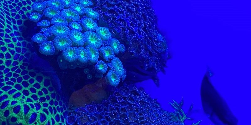 המצפה התת ימי באילת – טיול אל החיים מתחת לפני הים