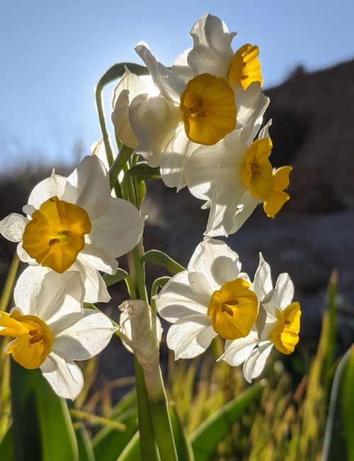 פריחת הנרקיסים בנחל דימונה