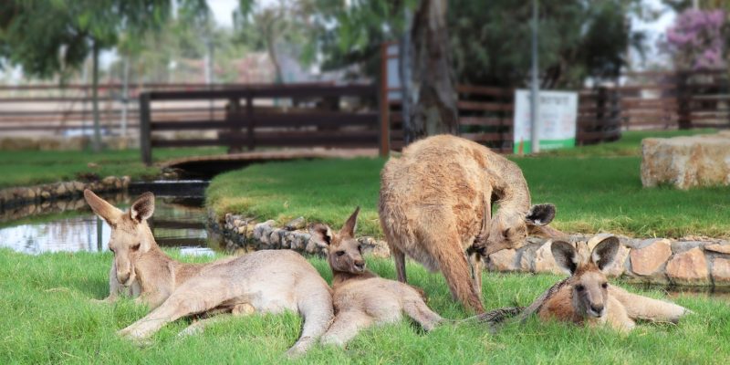 באדיבות גן גורו