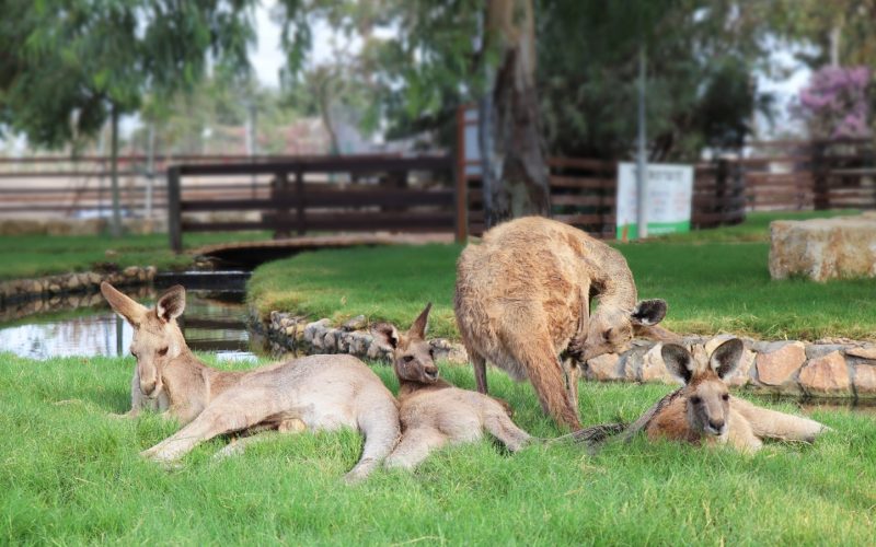 באדיבות גן גורו