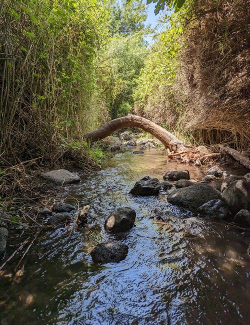 הזאכי: פנינת טבע קסומה במפגש הנחלים יהודיה ומשושים
