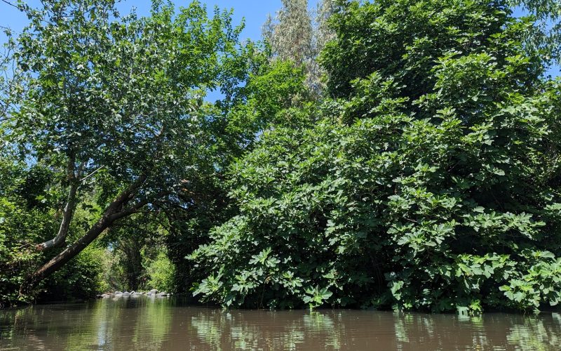 הזאכי: פנינת טבע קסומה במפגש הנחלים יהודיה ומשושים