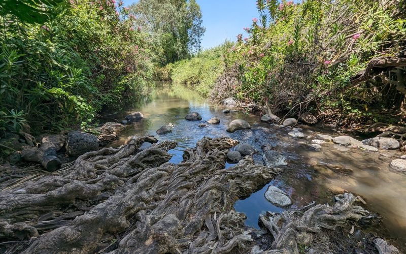 הזאכי: פנינת טבע קסומה במפגש הנחלים יהודיה ומשושים
