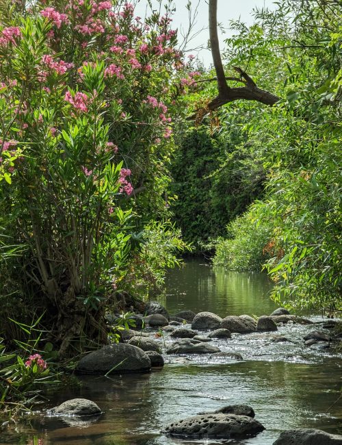 הזאכי: פנינת טבע קסומה במפגש הנחלים יהודיה ומשושים