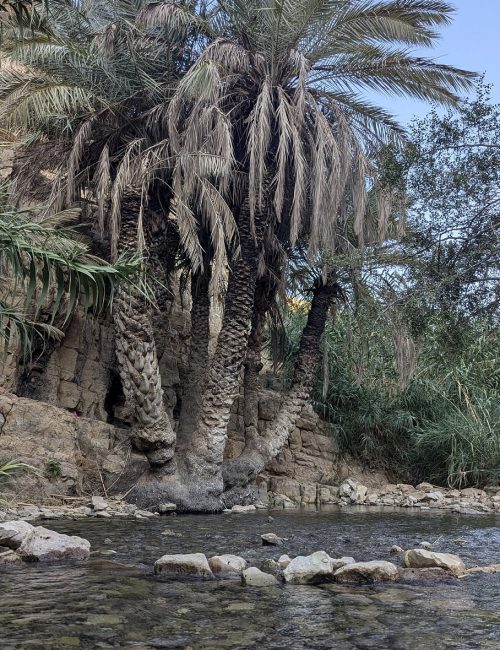 שמורת נחל ייט"ב: עין עוג'ה