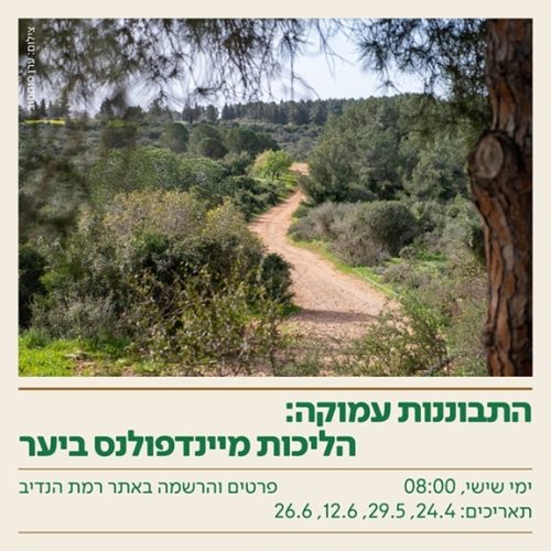 הליכות מיינדפולנס ביער