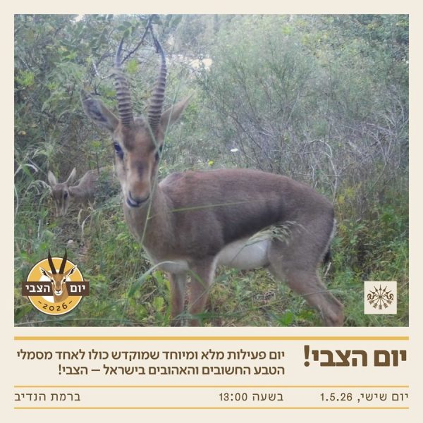 יום הצבי ברמת הנדיב