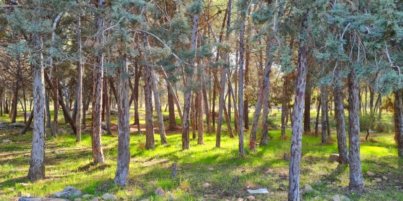 יער גבעת הכ"ח – אנדרטת חטיבת אלכסנדרוני יער קולה